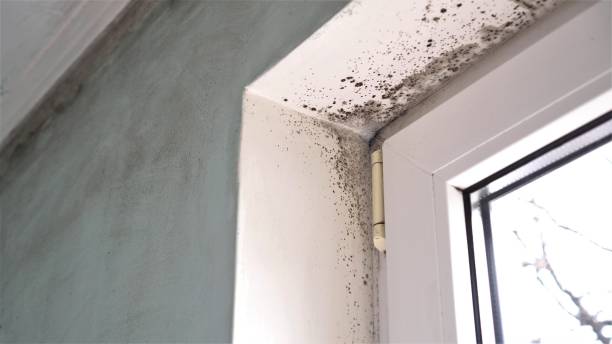Mold Documentation for Insurance Claims in Kentwood, MI